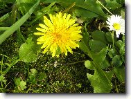 pampelucha zahradní