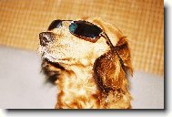 Móda slunečních brýlí