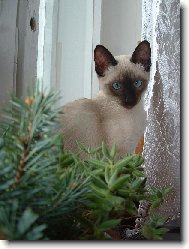 Vánoční zátiší...