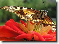 Ochmýřený sosáček