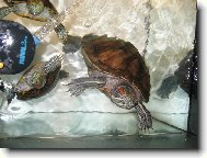 Vodní želvy pozují