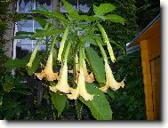 Nelenilo se ani durmanům