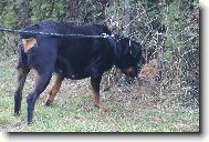 "Máš štěstí,rotviku,že jsi za plotem!"