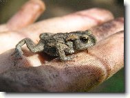 Skočit nebo neskočit?