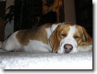 Vánoční vyčerpání