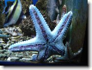 Mořská hvězda