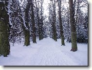 Průhonický park v zimě