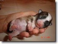 Štěstí v dlaních.