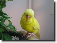 Je to žlutý,ale kanárek to není.Co je to?