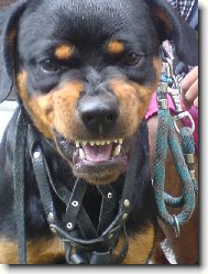 bůček se nerad fotí :)