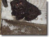 (Neznámý plemeno) Zima