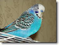 Andulák  Frajer  Jack