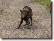 je to pes- není to pes..........