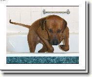 rhodéský ridgeback