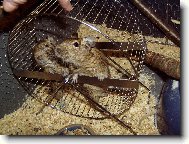 Všude dobře, v kolotoči nejlíp