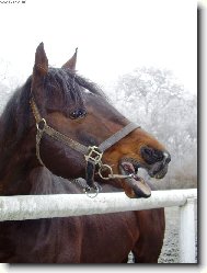 Stůj, nebo kousnu!:)