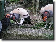 jak barevná hlava papala botu