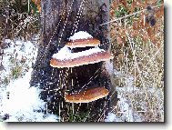 Ráda se chodím procházet do lesa :-))