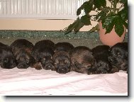 štrůdl nebo pejsci...?