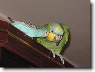 Trošičku ti načechrám peří