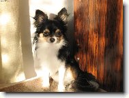 čivava na výsluní