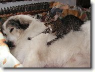 Správná symbióza- masáž od kámoše kocoura