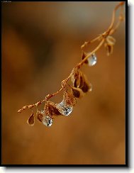 šperky na větvičce