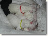 Novoroční novorozenci