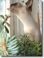 Vánoční květinka