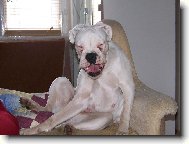 Když se boxer směje...