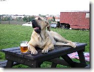 oblíbený relax naší fenky Cori