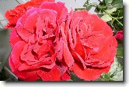 Červená růžička