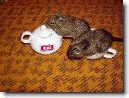 Nechal si mi tam trošku tý kávy?