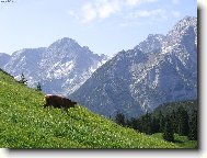 Milka kam se podíváš