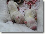 Novoroční štěněcí pankáči