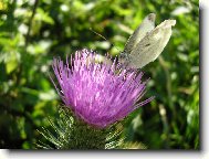 Motálek na bodláku