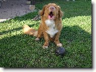 Že já tě vyštěkám