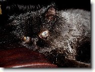 kočičí poloha číslo 1