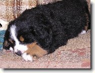 Když štěňátko spinká