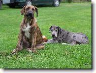 Německá doga a Brazilský fila