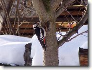 Strakapoud na stromě