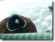 Nečekaná návštěva