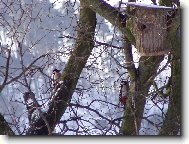 Strakapoudi na stromě