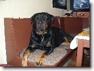 Nellinka-domácí mazlíček