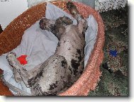 Historie se opakuje, aneb 2 měsíce poté...