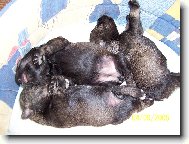 Štěňátka z cht. stanice z Povodí Oharky