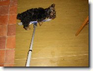 Psisko surfující na mopu