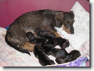 Těžký život jezevčíka