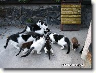 Snídaně šampionů