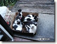 Kolik dětí a kolik matek?